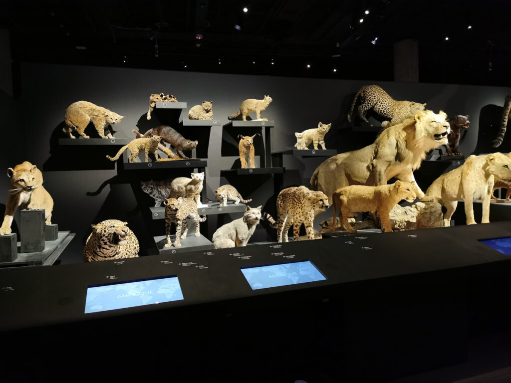 expo Félins au Muséum National d'Histoire Naturelle