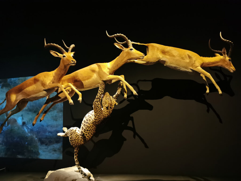 expo Félins au Muséum National d'Histoire Naturelle
