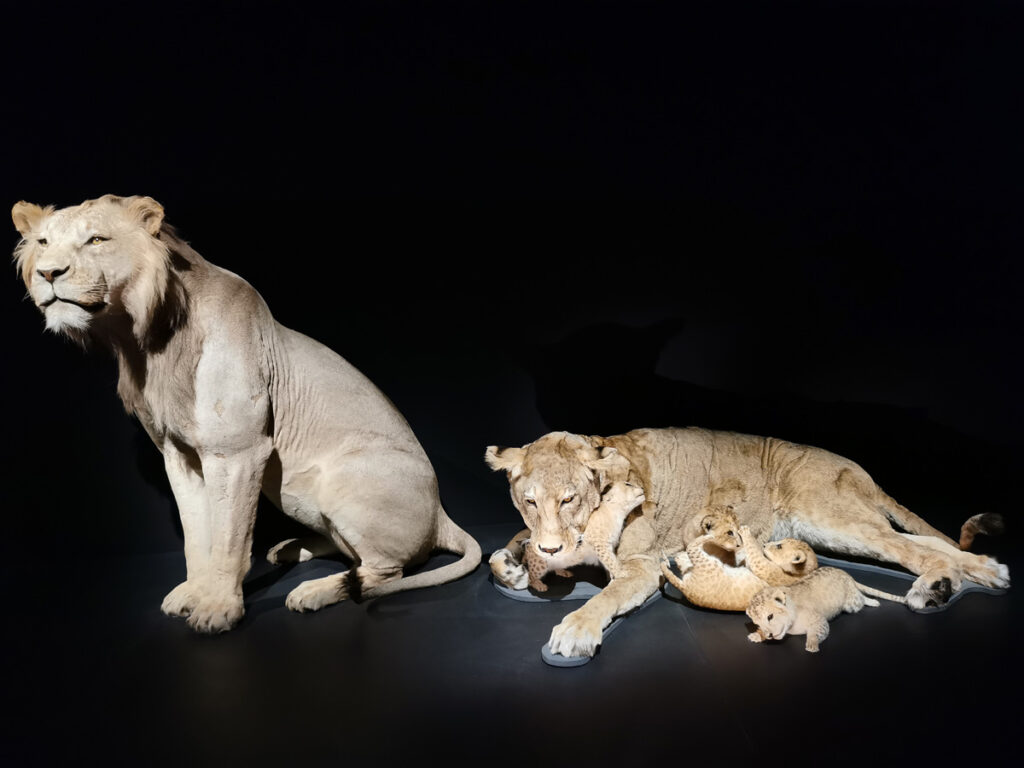 expo Félins au Muséum National d'Histoire Naturelle